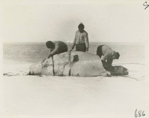 Image of White whale cutting up